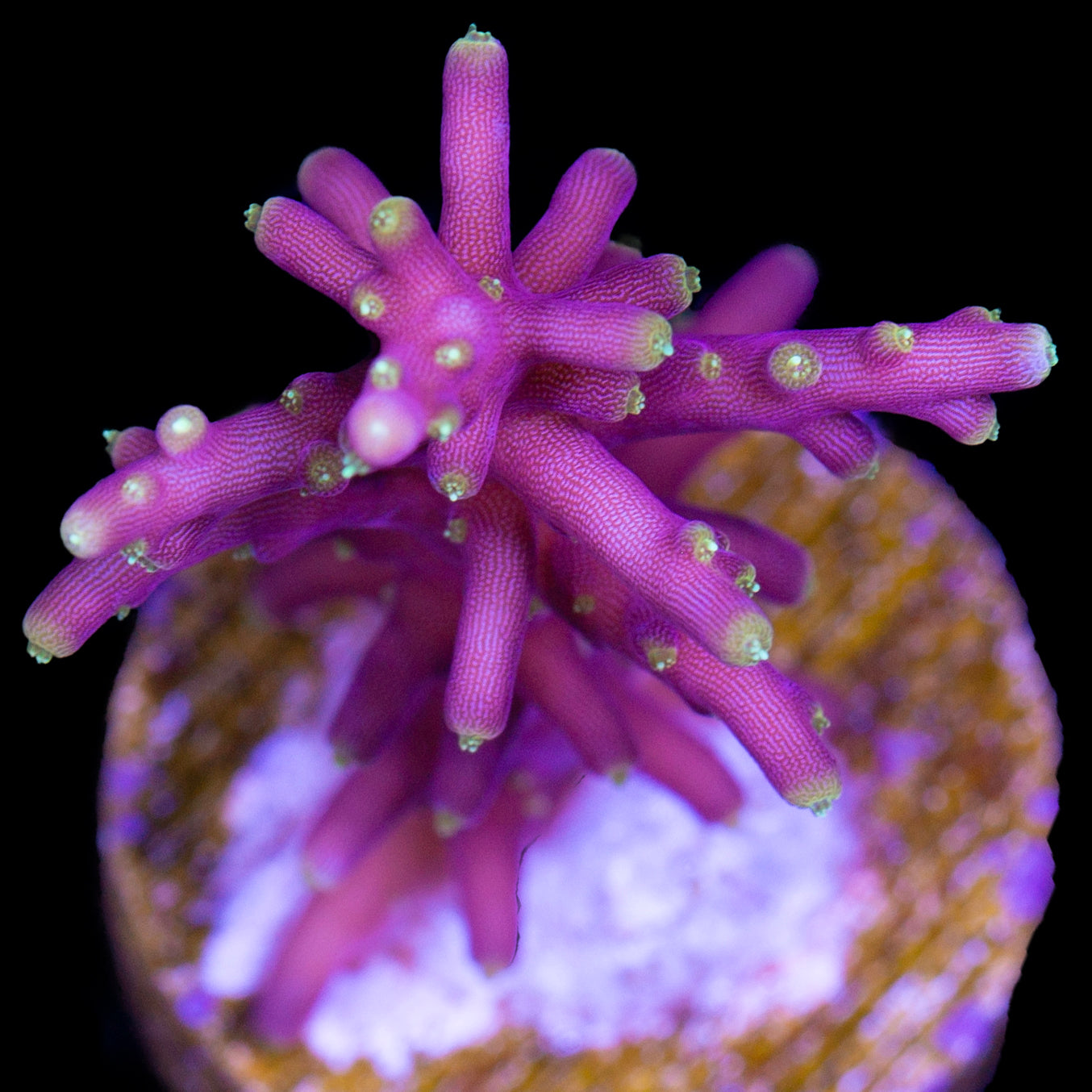 Space Dragon Acropora Coral