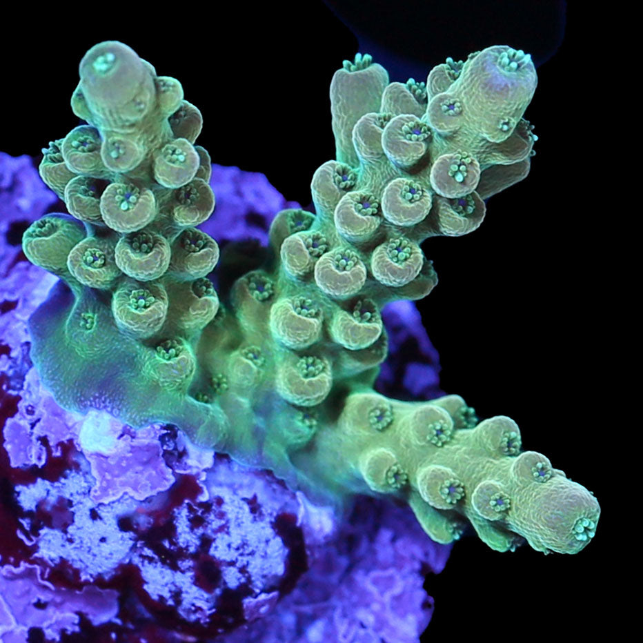 TGC Innercore Acropora Coral