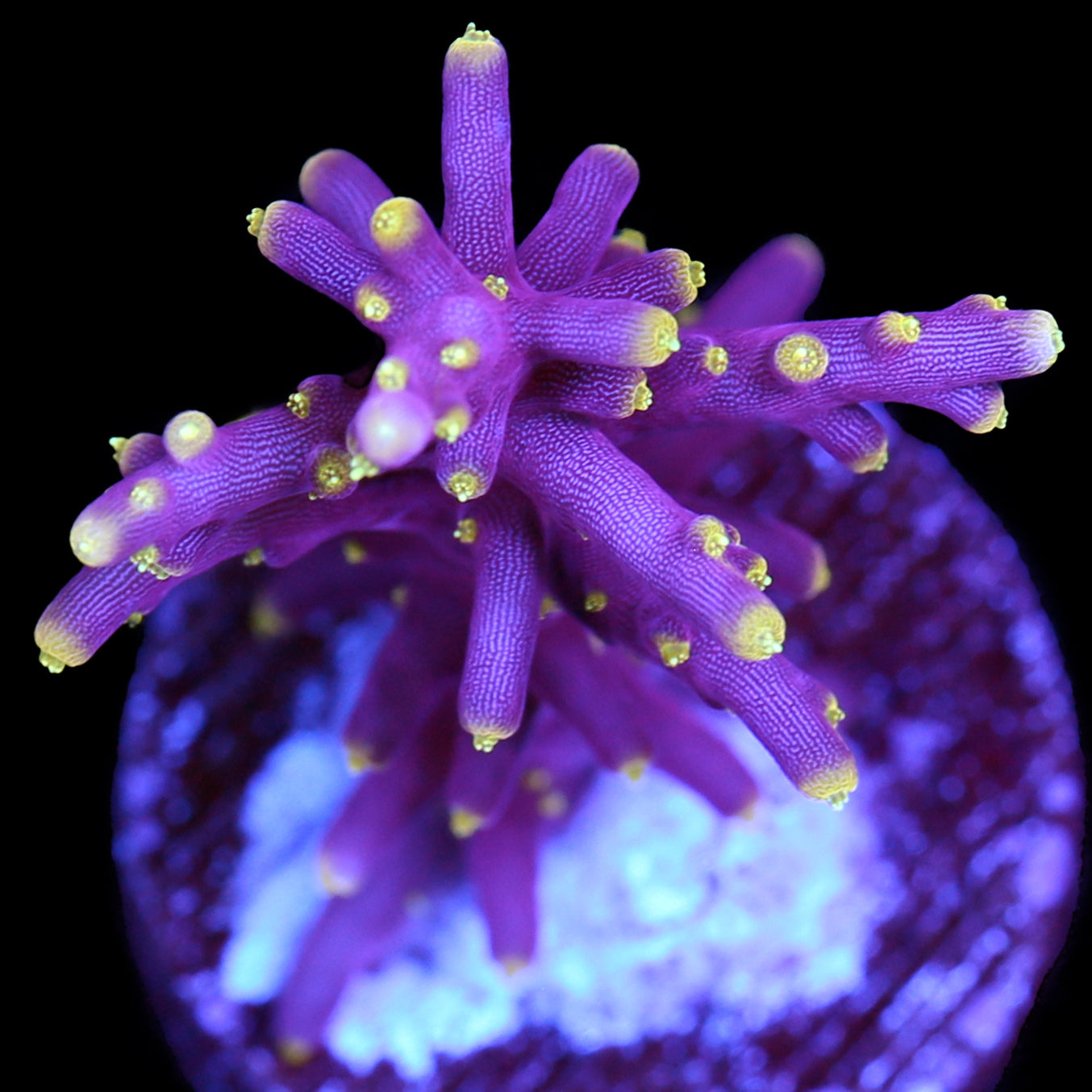 Space Dragon Acropora Coral