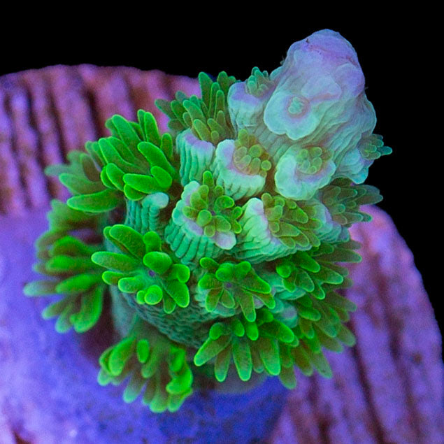 JF Homewrecker Acropora Coral