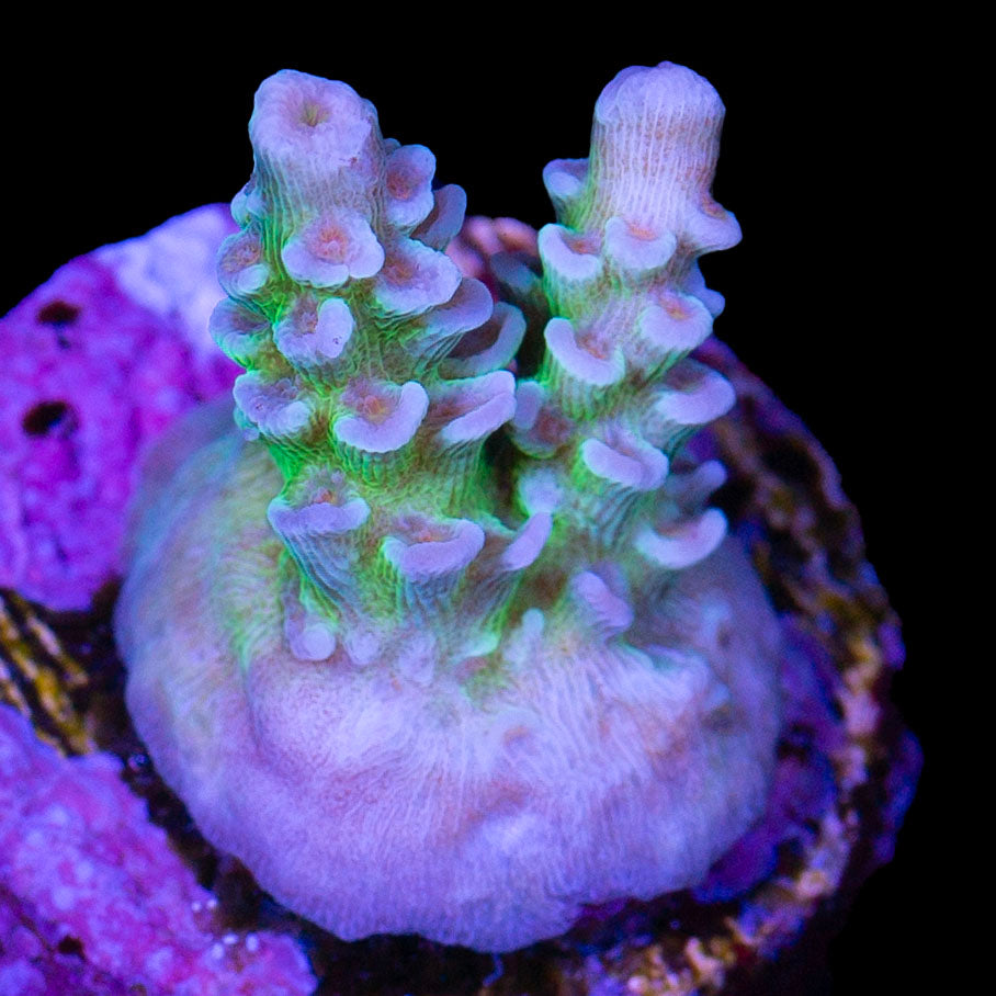 Limitless Acropora Coral