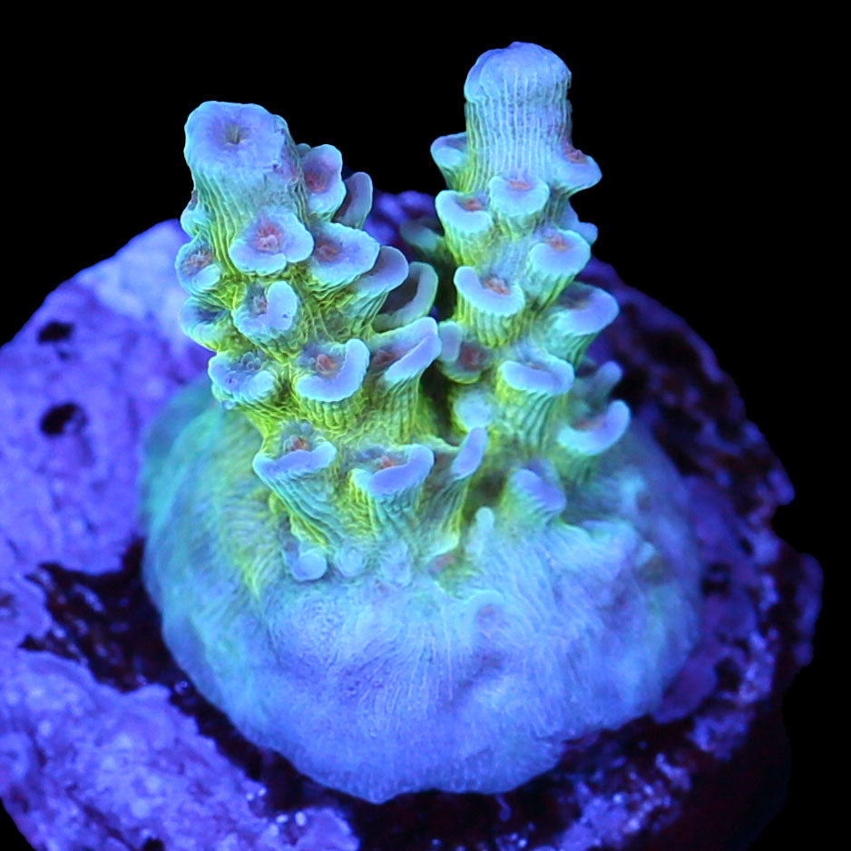 Limitless Acropora Coral