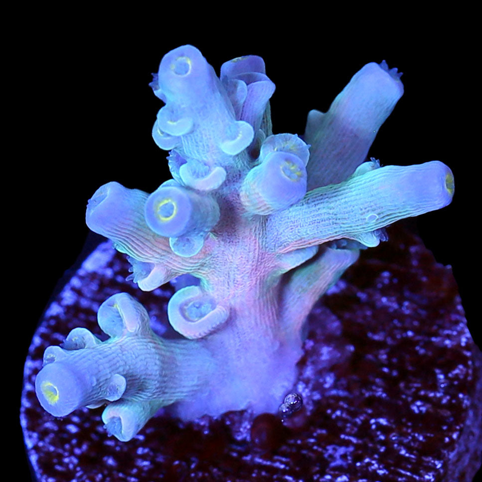 Vivid Insanity Acropora Coral