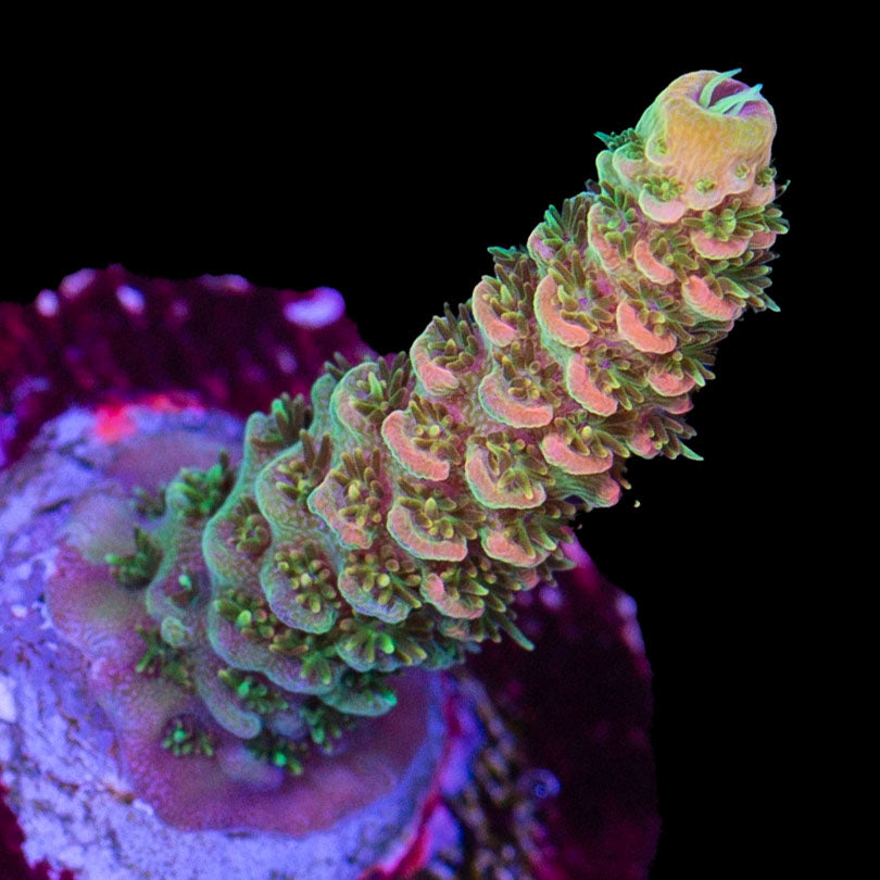 ASD Rainbow Millepora Acropora Coral