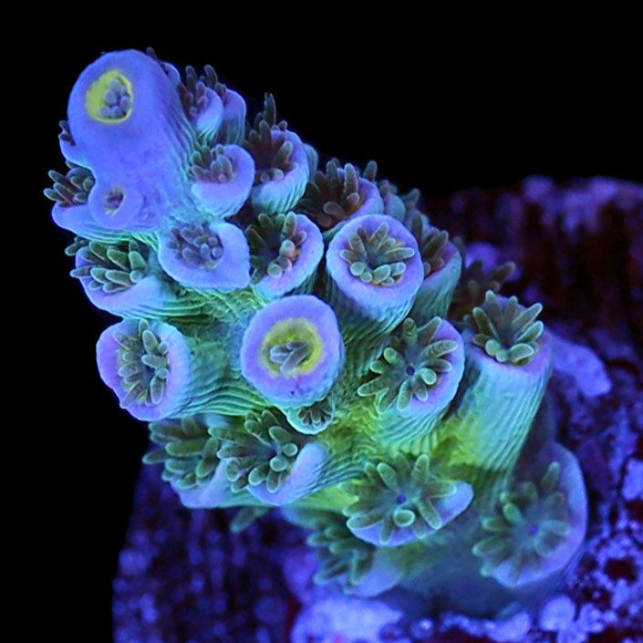 CC Pink Highlighter Acropora Coral