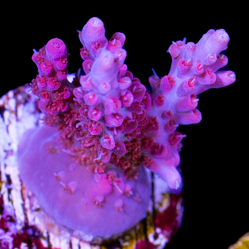 Vivid Confetti Acropora Coral