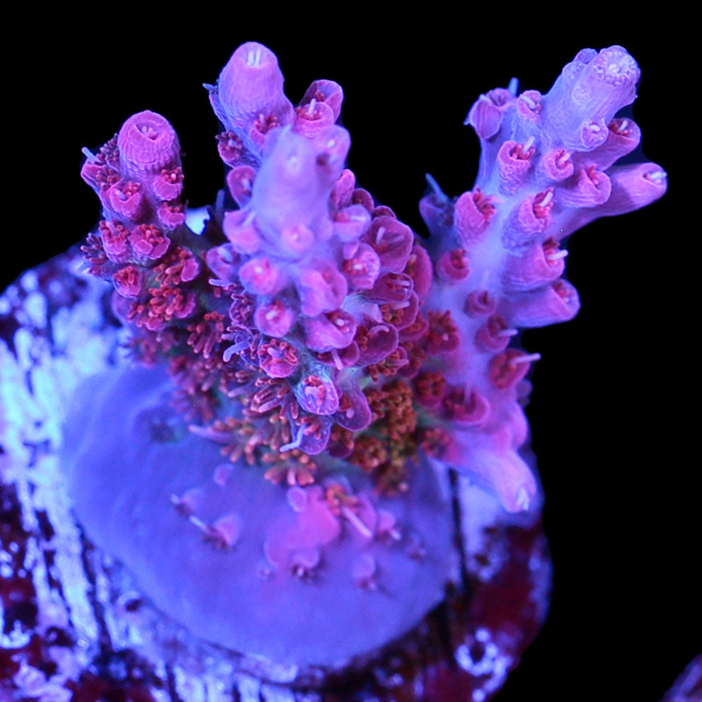Vivid Confetti Acropora Coral