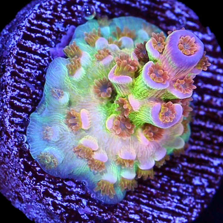 Superbird Acropora Coral