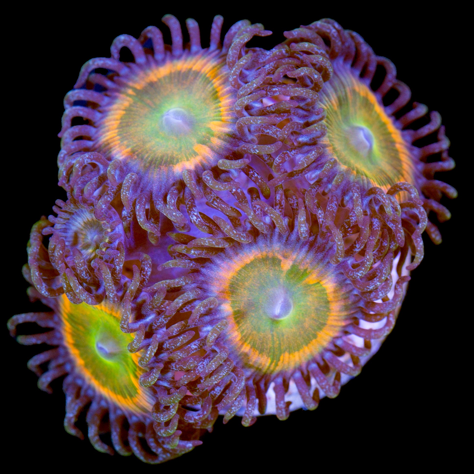 Vivid’s Sunny D Zoanthids