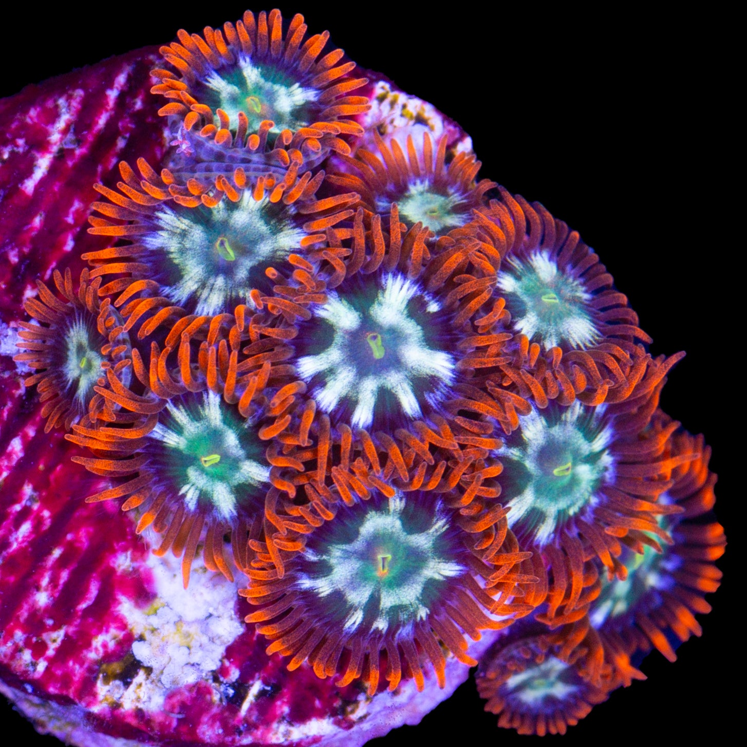 Vivid’s Flaming Fireball Zoanthids