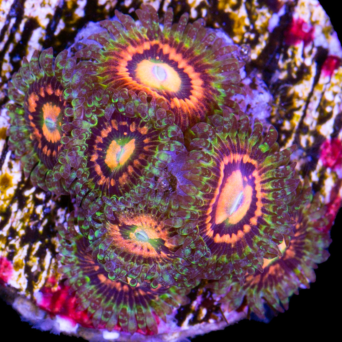 Vivid’s Rainbow Incinerator Zoanthids