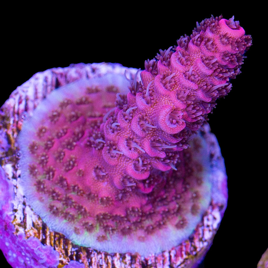 Carnation Acropora Coral