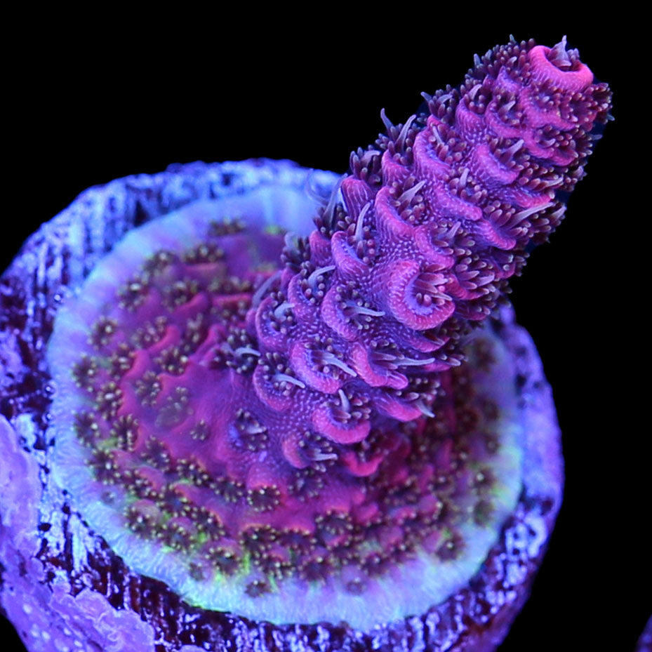 Carnation Acropora Coral