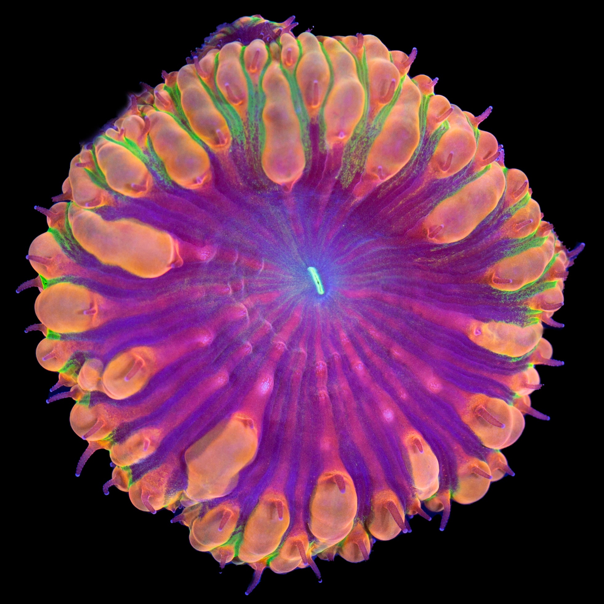 Vivid's Mindblown Blastomussa Coral