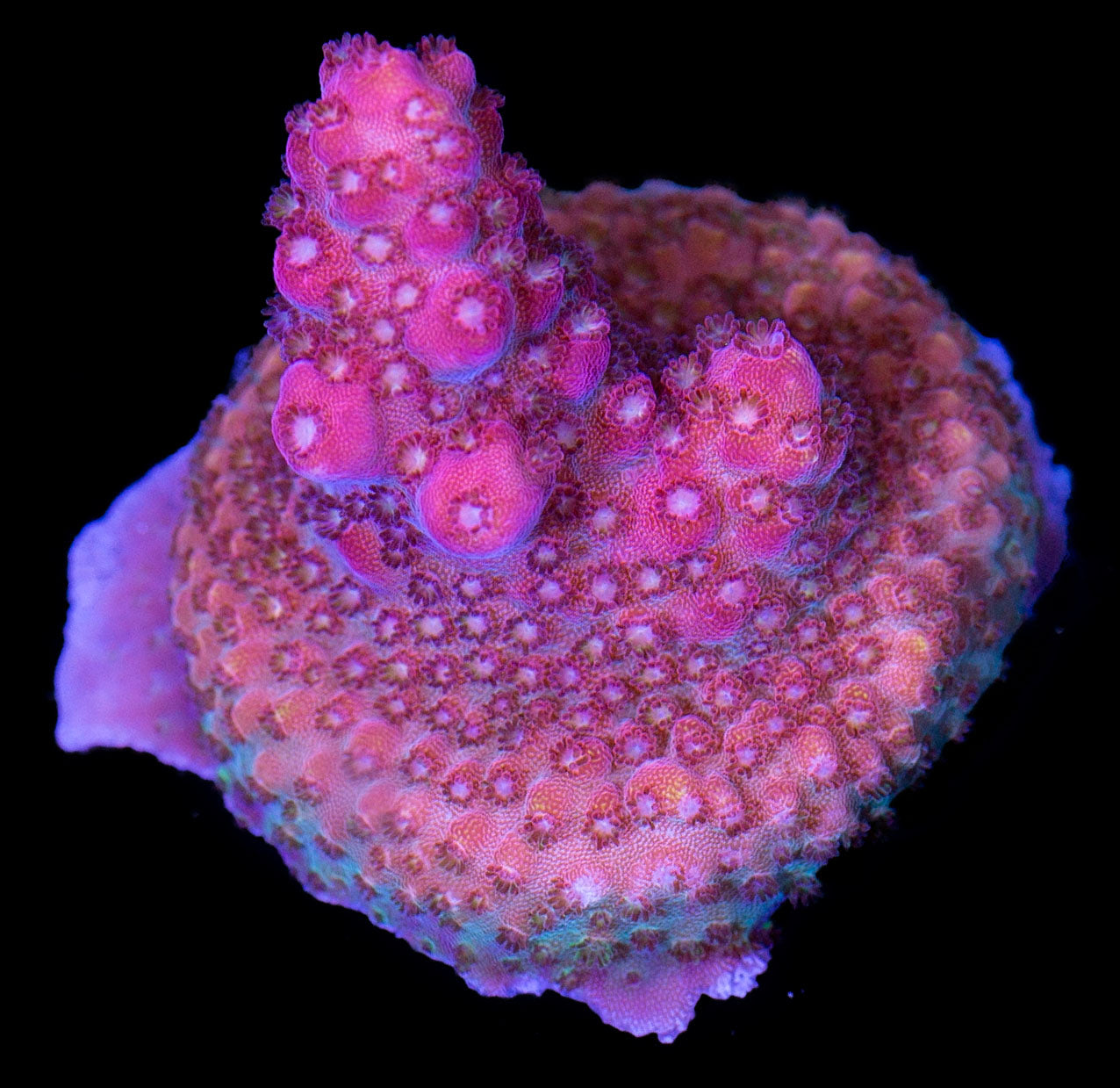 Pinky Acropora Coral