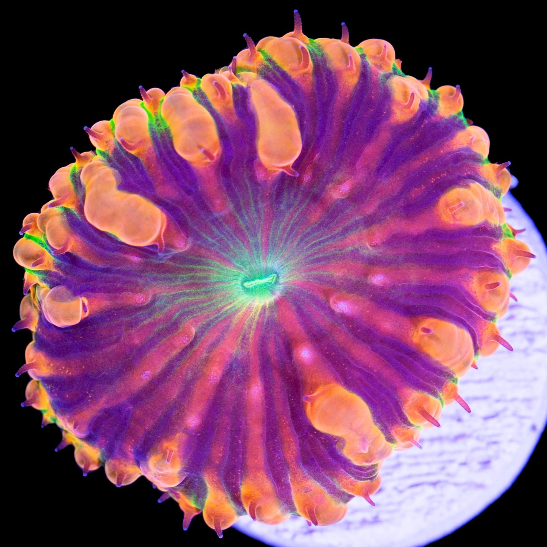 Vivid's Mindblown Blastomussa Coral