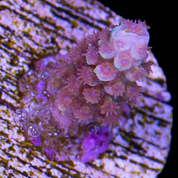 Ultra Rainbow Tenuis Acropora Coral