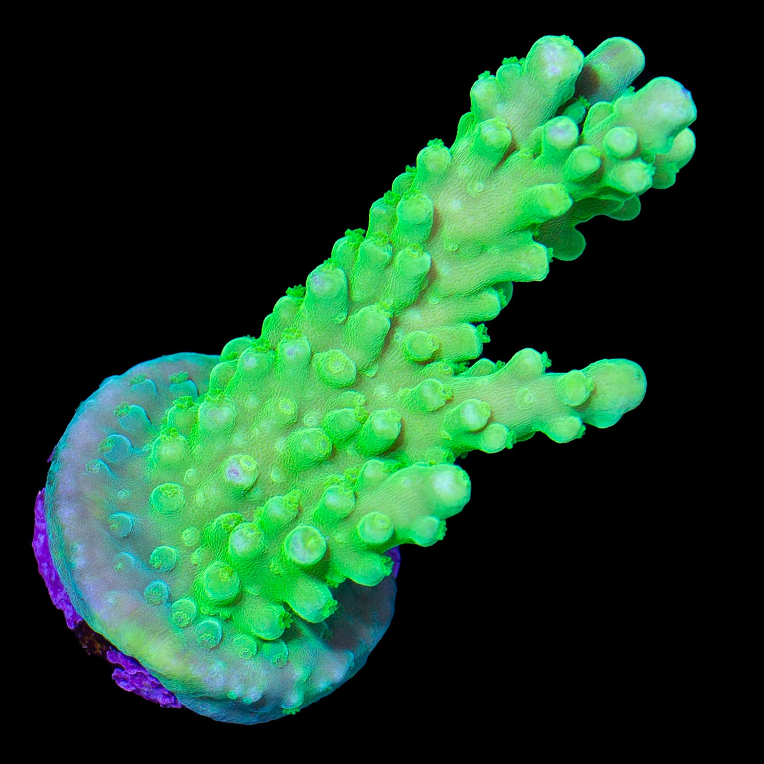 Green Tort Acropora Coral