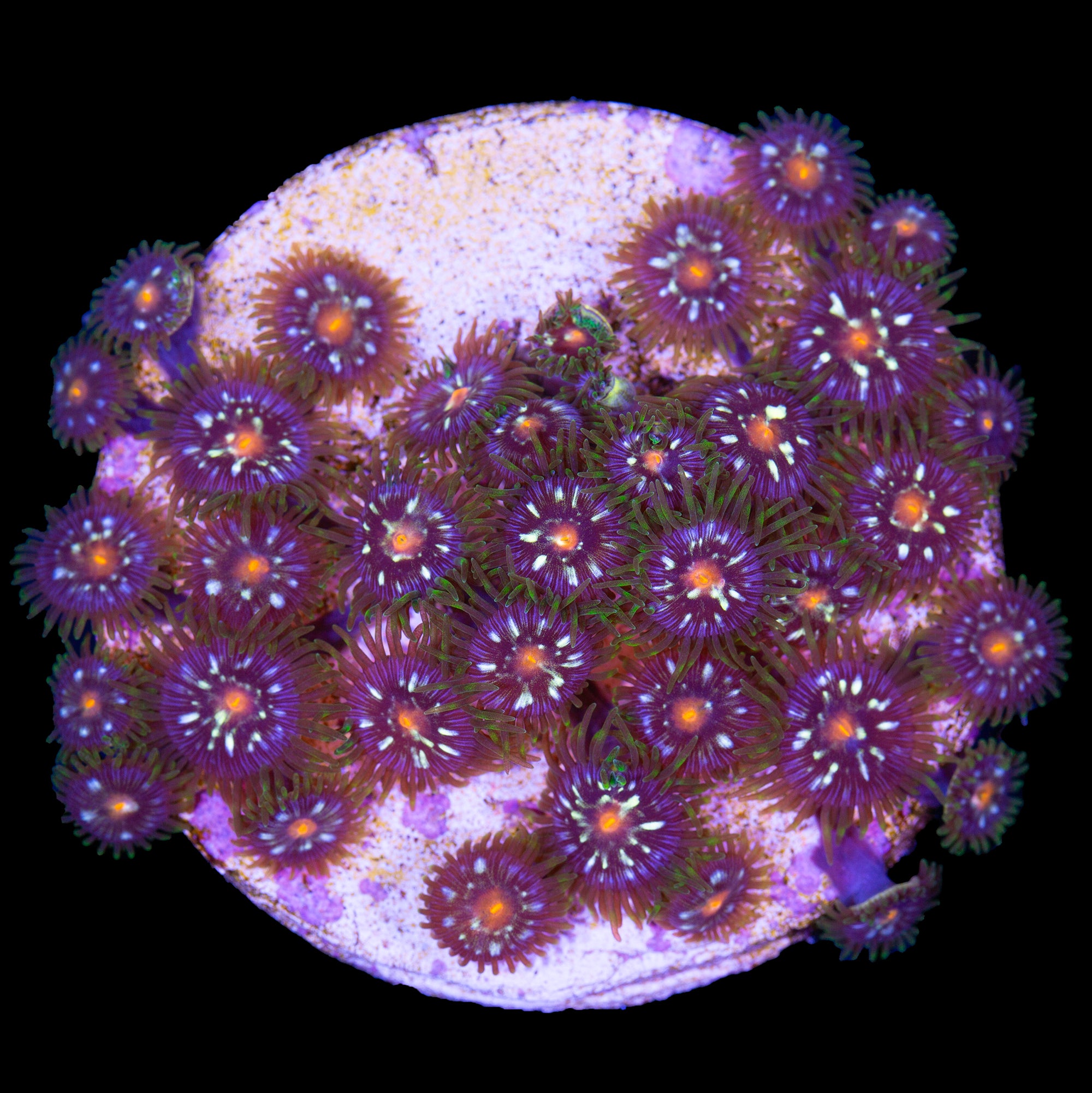 Vivid’s Daisy Cutter Mini Colony