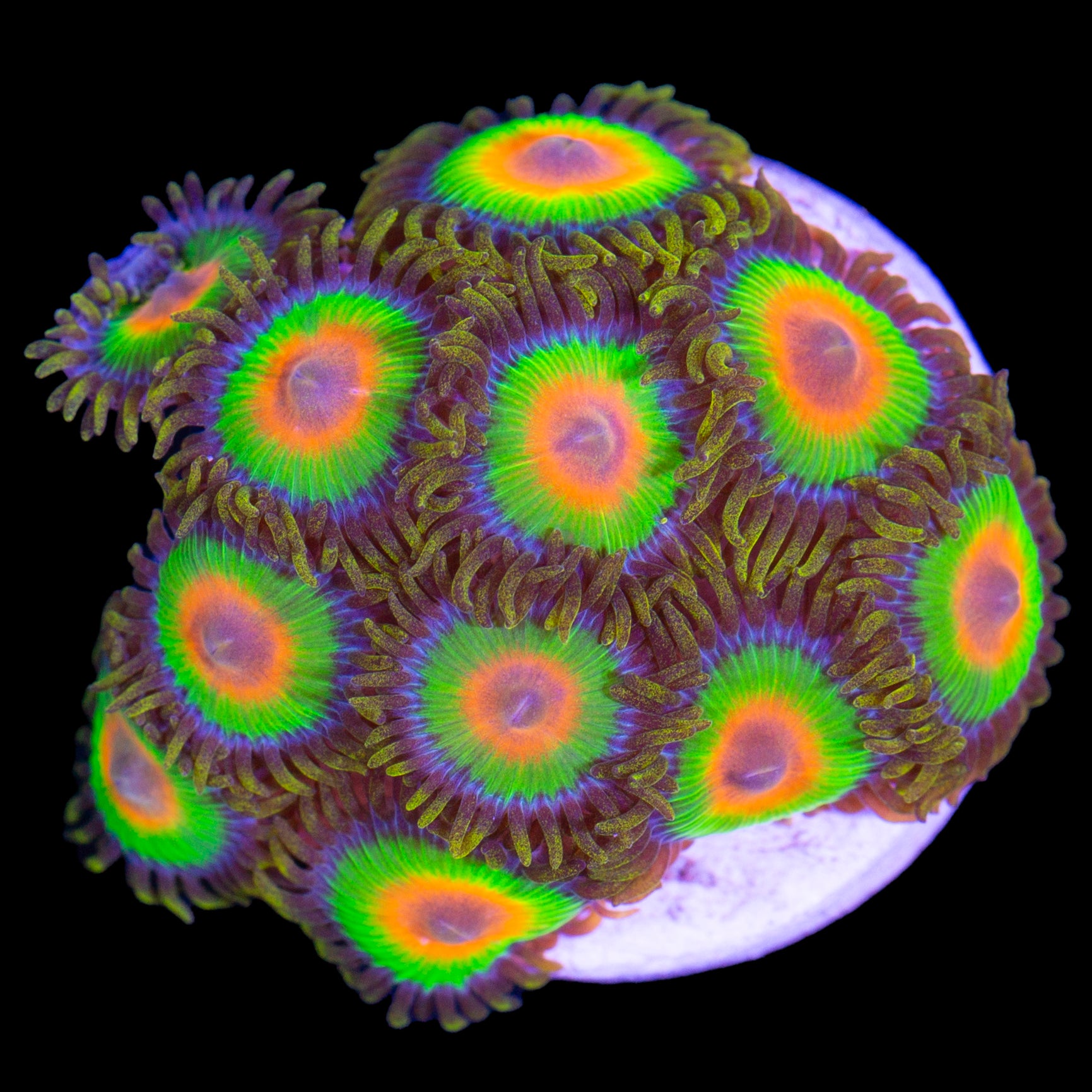 Vivid’s Rasta Zoanthids