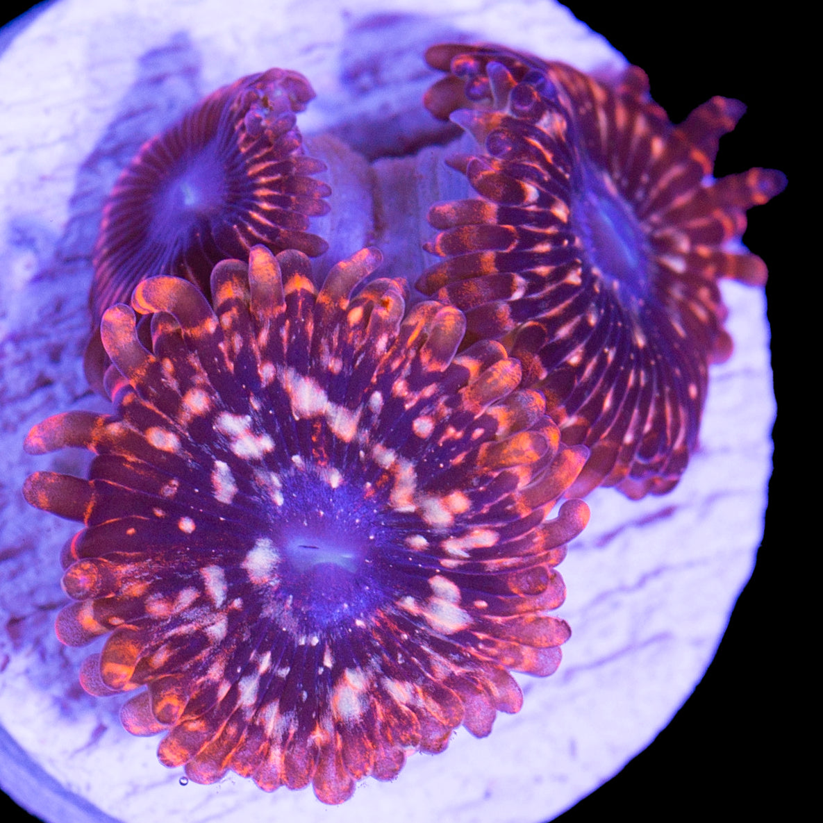 Vivid’s Utter Chaos Zoanthids