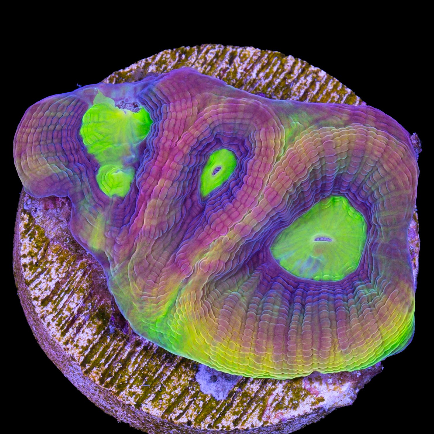 Prism Goniastrea Coral