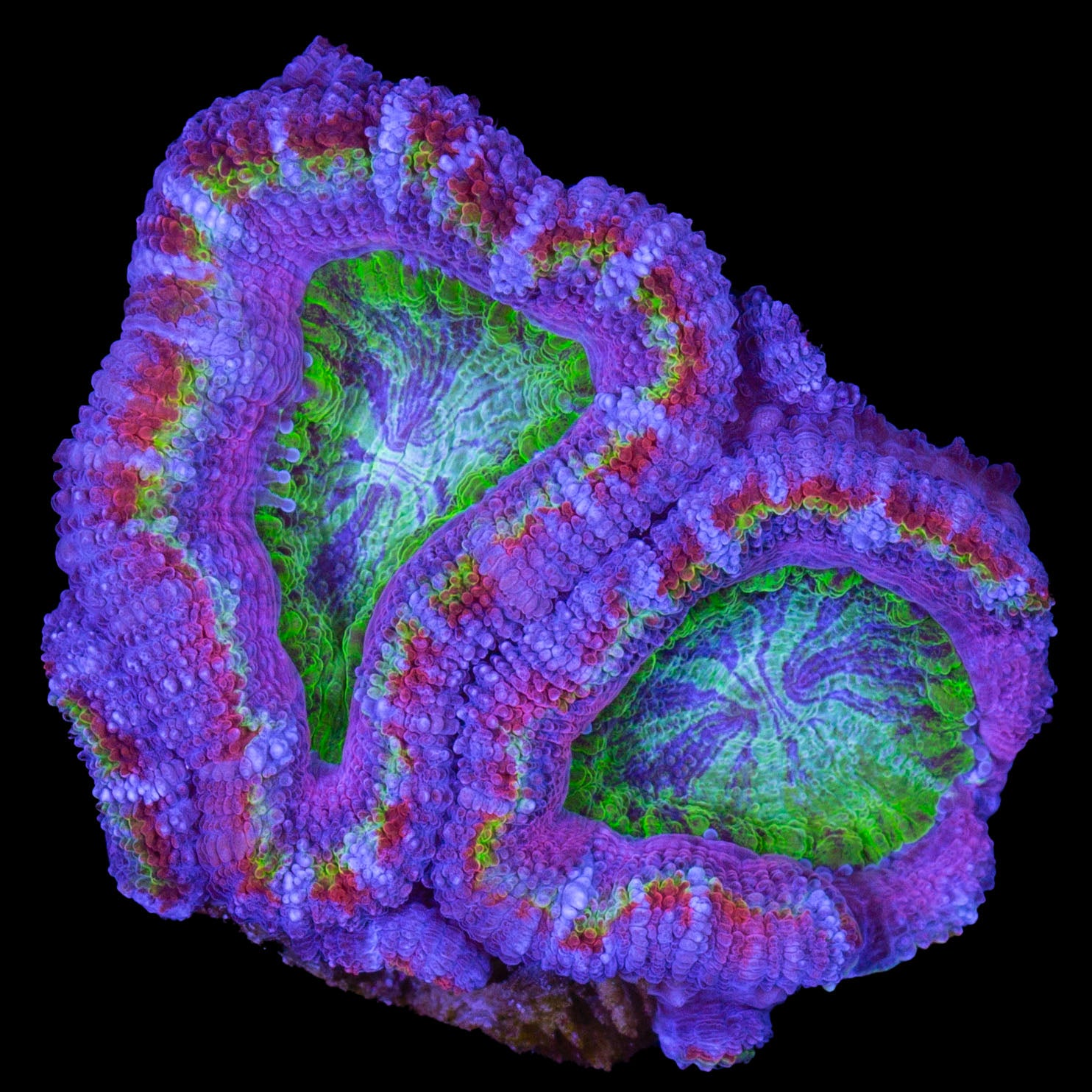 Master Acan Lord Coral