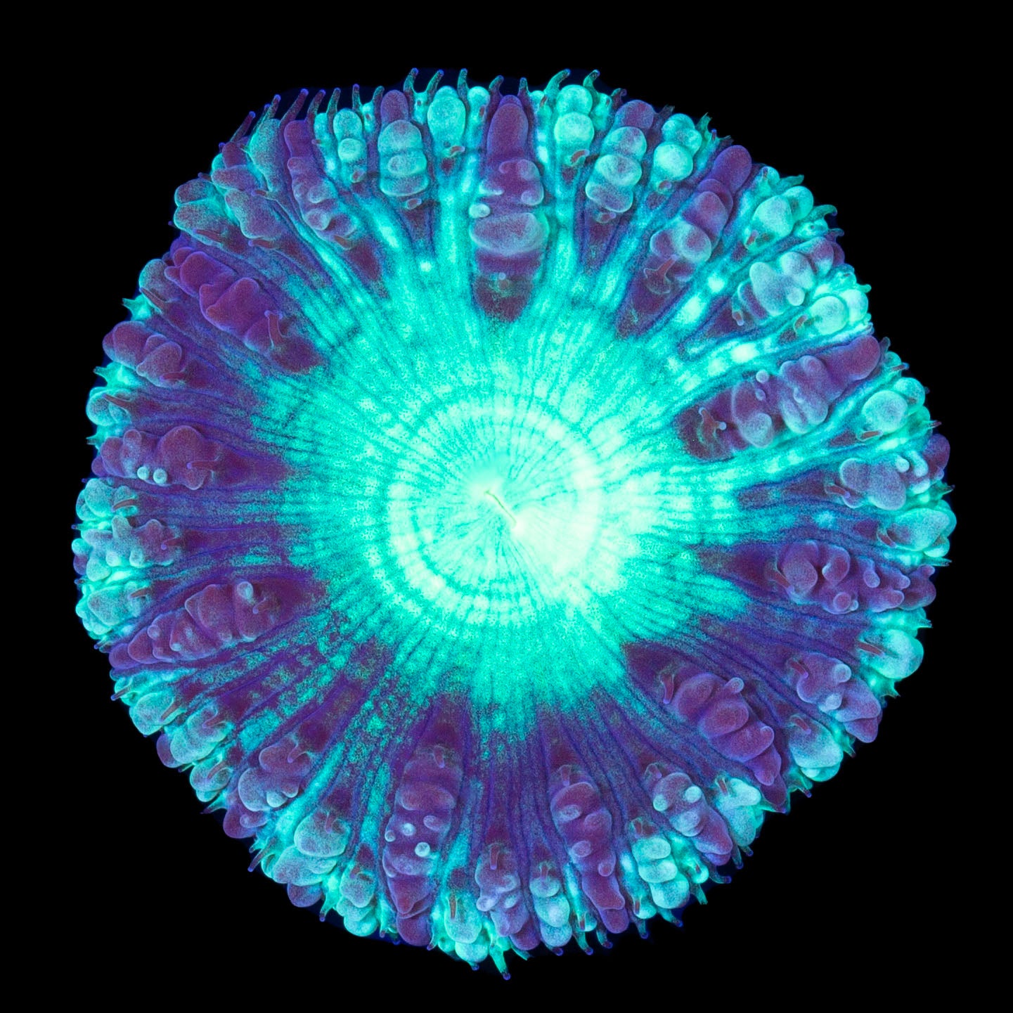 Ultra Green Blastomusssa Coral