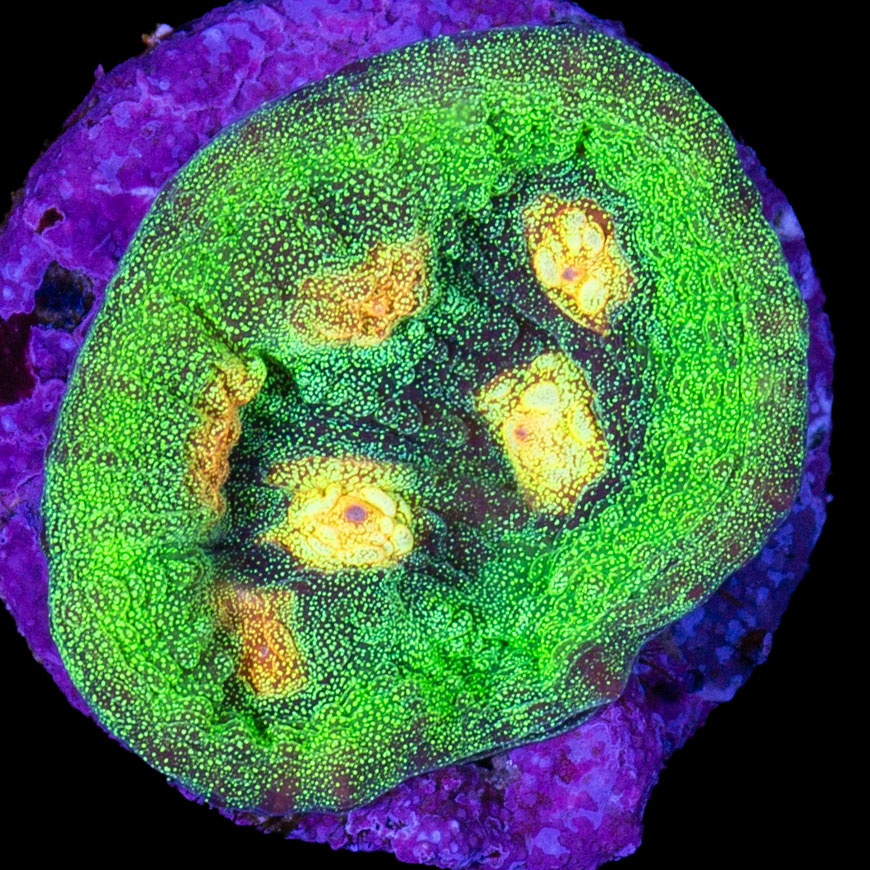 Raja Rampage Mycedium Coral