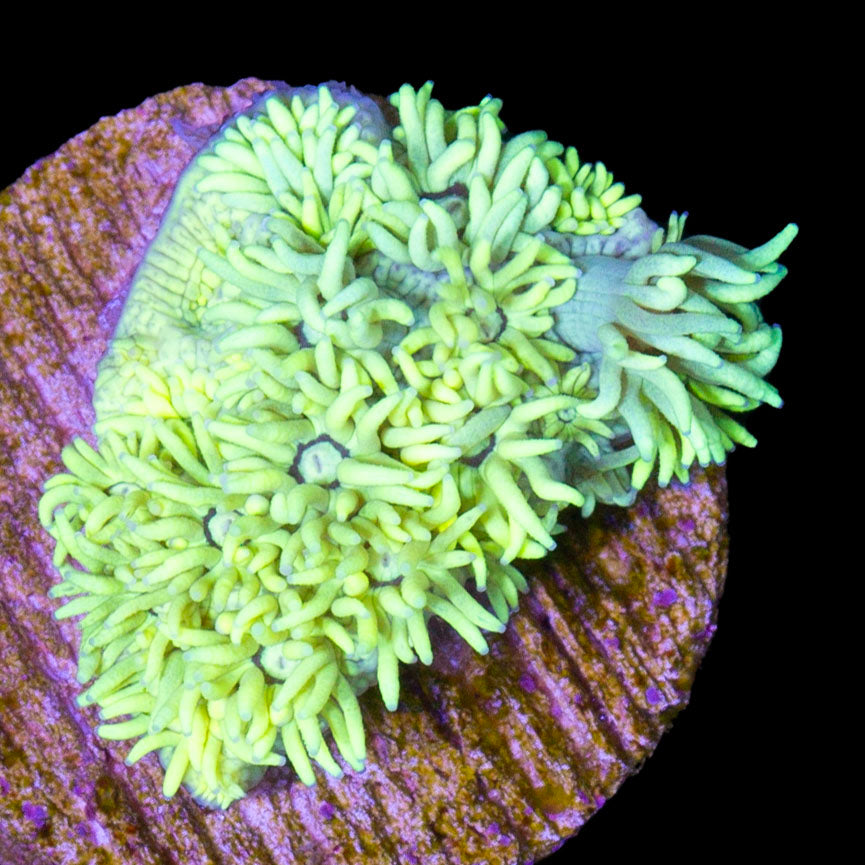 Lemondrop Goniopora Coral