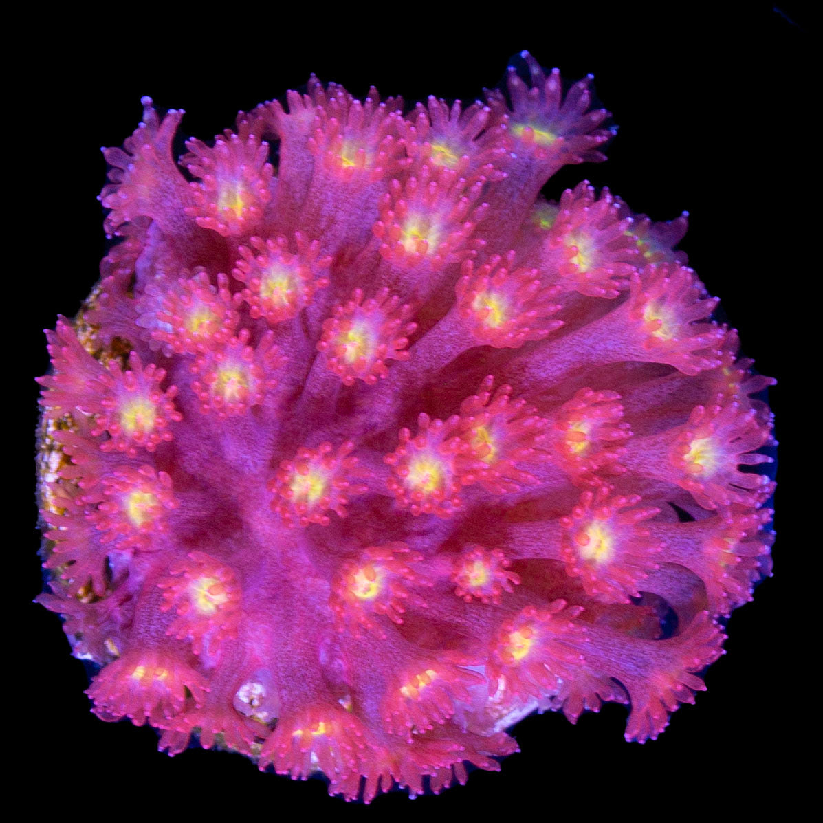 Strawberry Fields Goniopora Coral