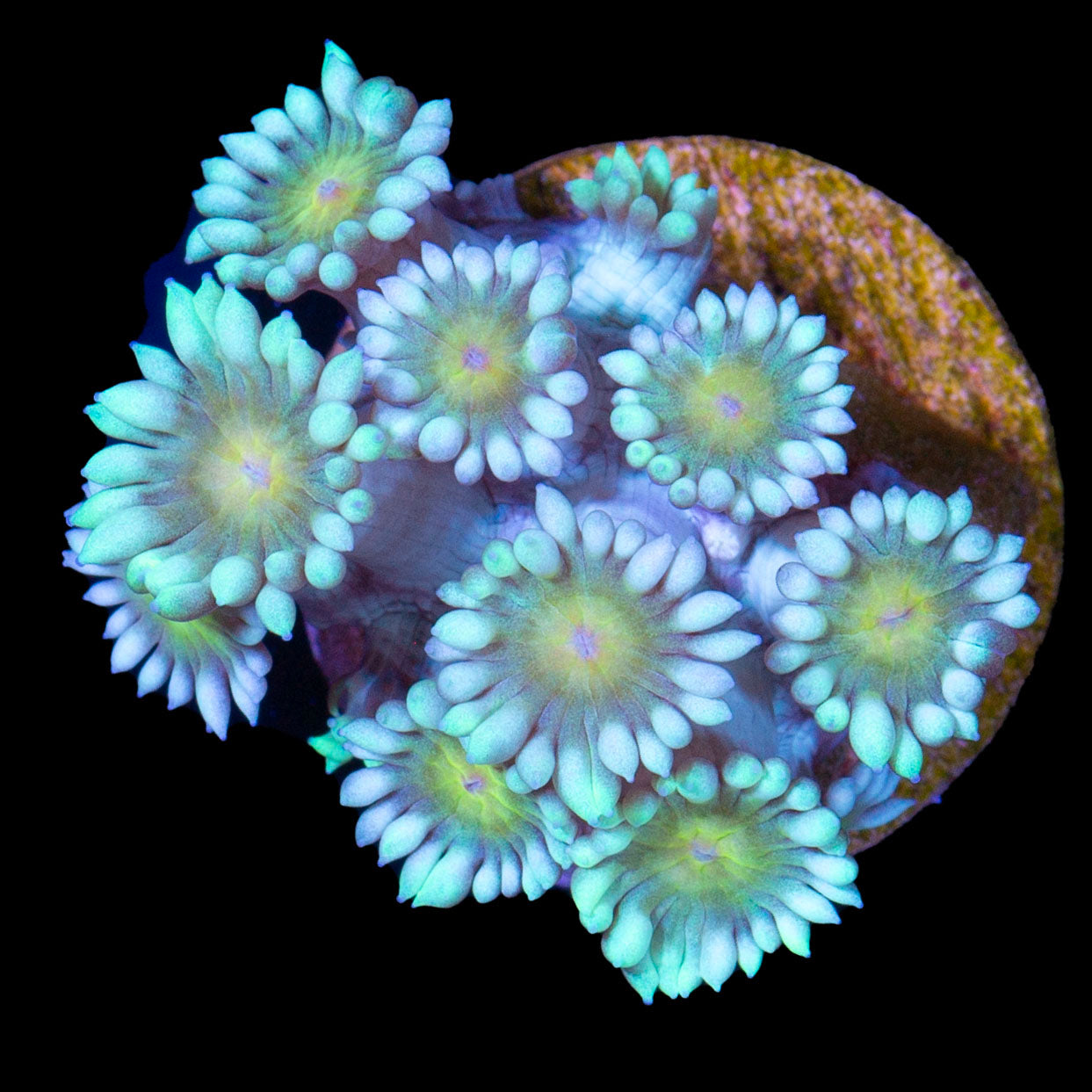 Ultra Yellow Eye Goniopora Coral