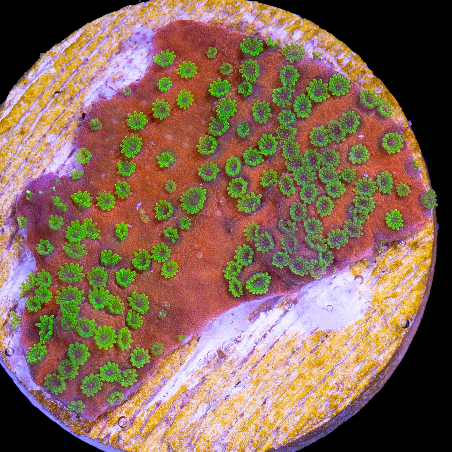 Sunset Montipora Coral