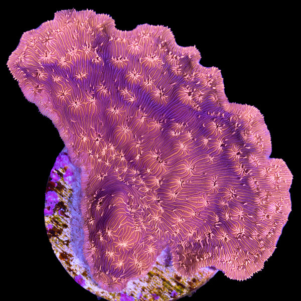 Orange Pavona Maldivensis Coral | Buy Live Coral for Sale | Vivid