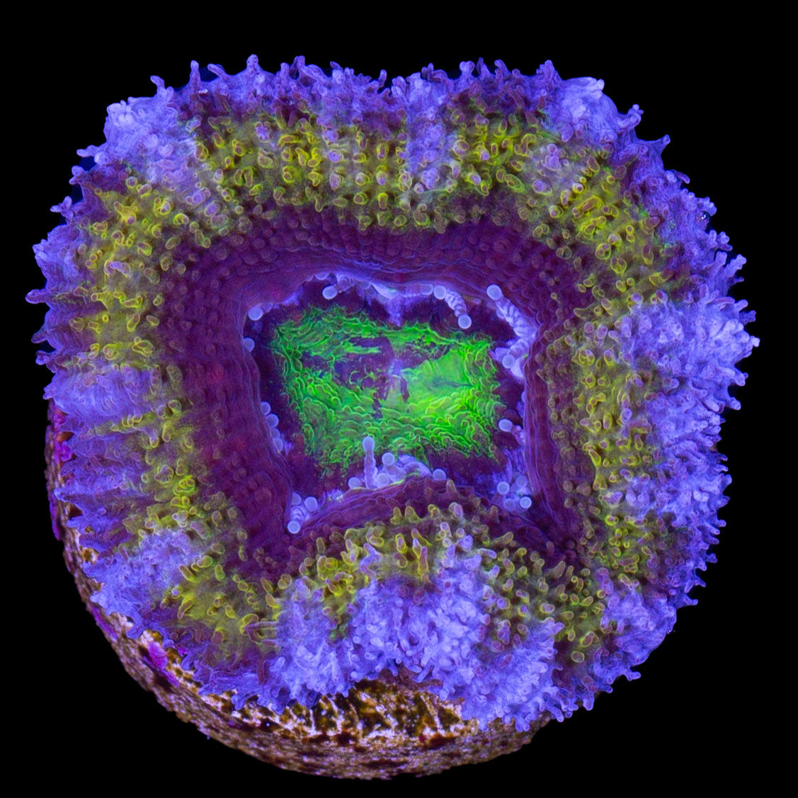 Gold Ring Acan Lord Coral