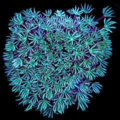 Minty Green Pipe Organ Coral | Buy Live Coral for Sale | Vivid