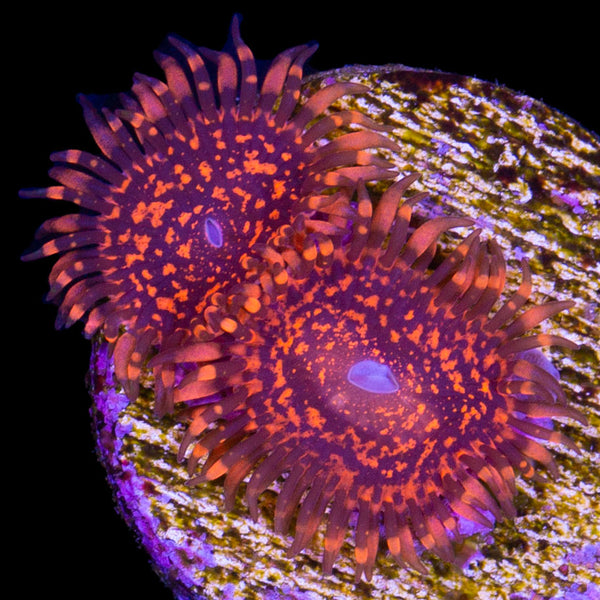 Vivid Nightmare Zoanthids | Buy Live Coral for Sale | Vivid Aquariums
