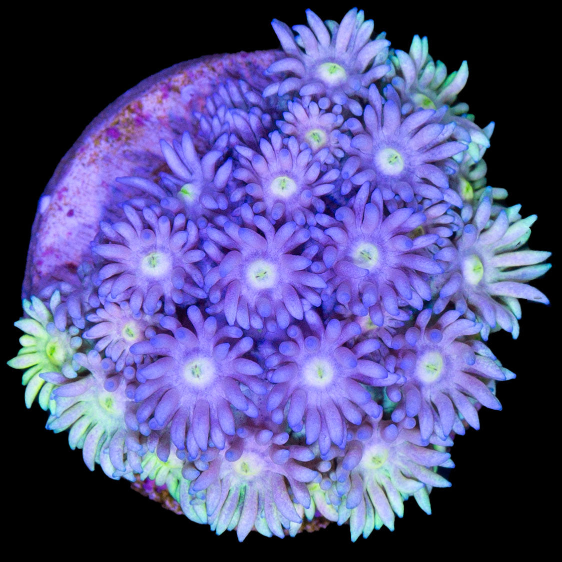 Ultra Rainbow Goniopora Coral