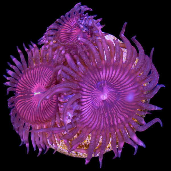 Buy Armor of God Zoanthids Online Zoanthids for Sale Vivid Aquariums