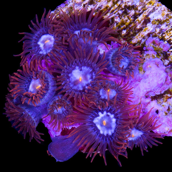Blue Zoanthids Buy Live Coral for Sale Vivid Aquariums