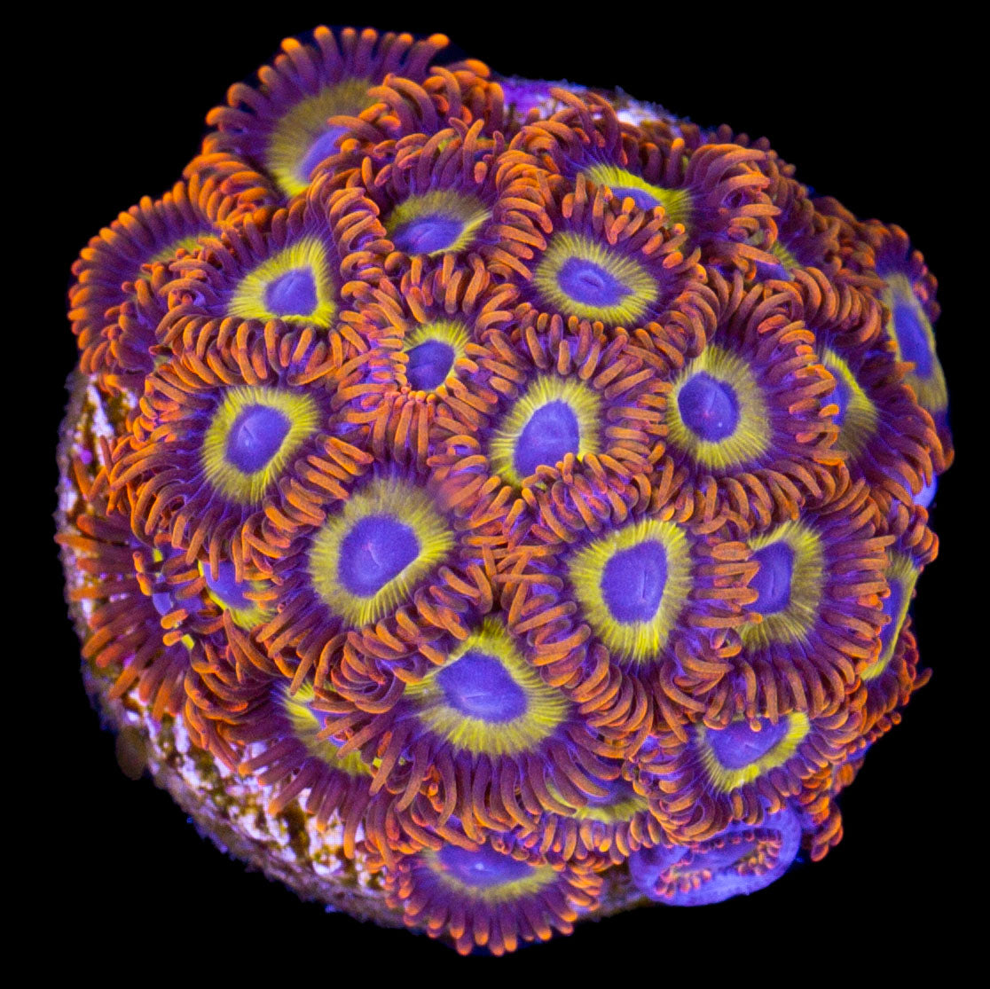 Fruit Loop Zoanthid coral