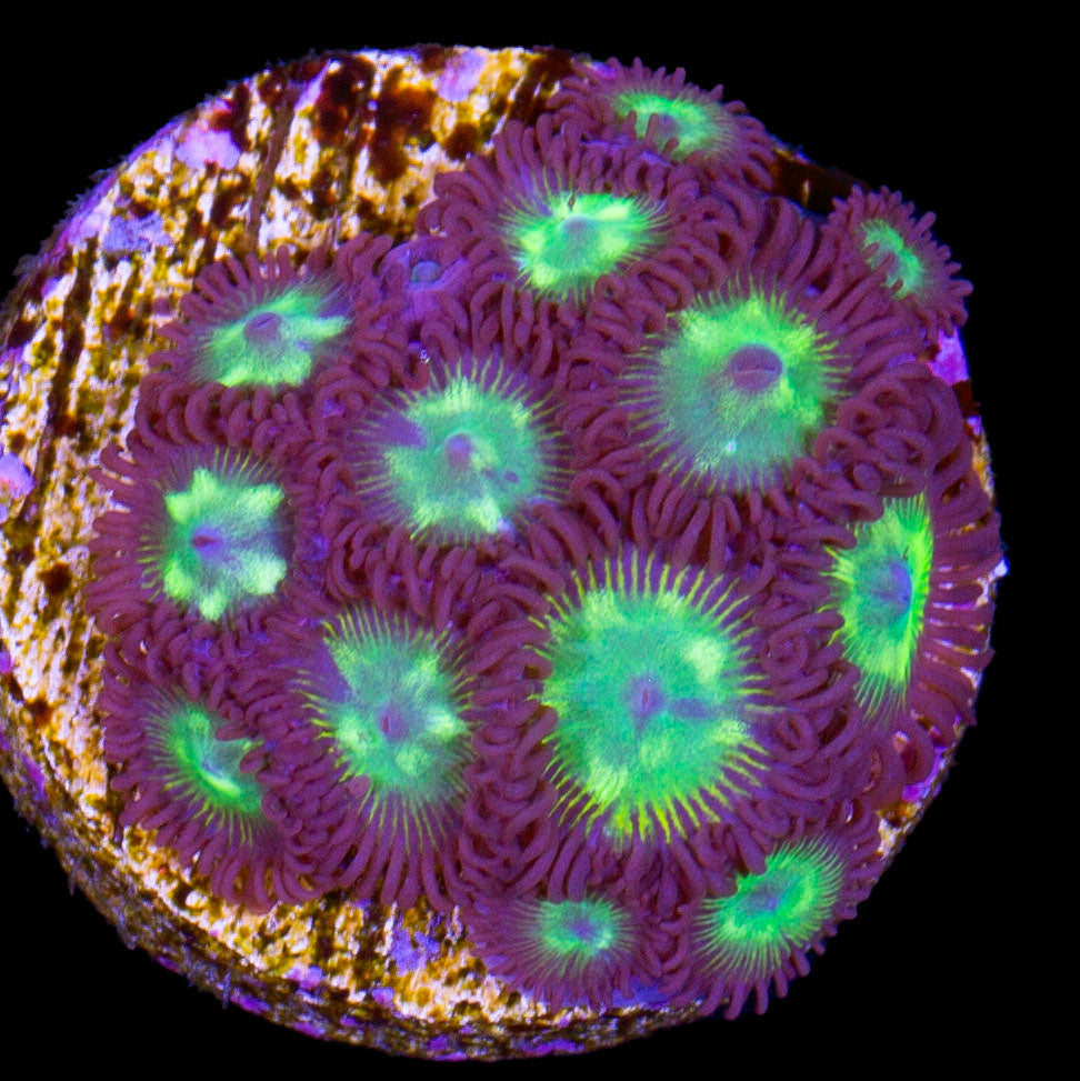 Emerald on Fire Zoanthid Coral