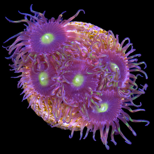 Blue Zoanthids Buy Live Coral for Sale Vivid Aquariums