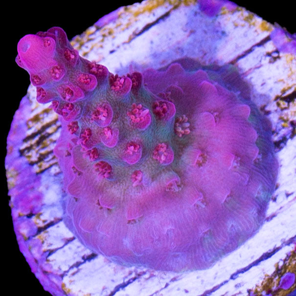 Vivid's Confetti Acropora Coral