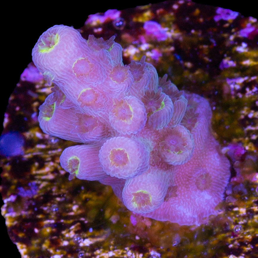 Ultra Tenuis Acropora Coral