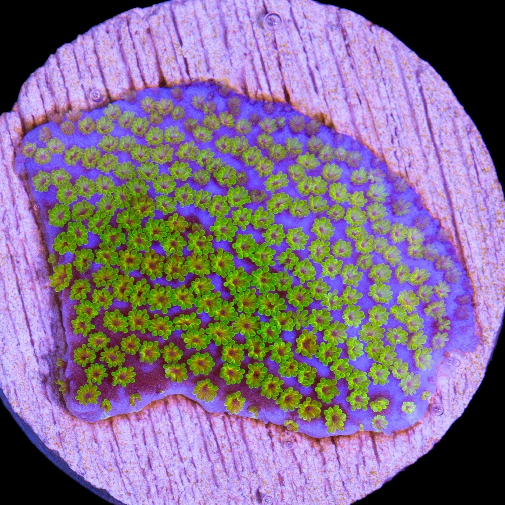 Rainbow Montipora Coral