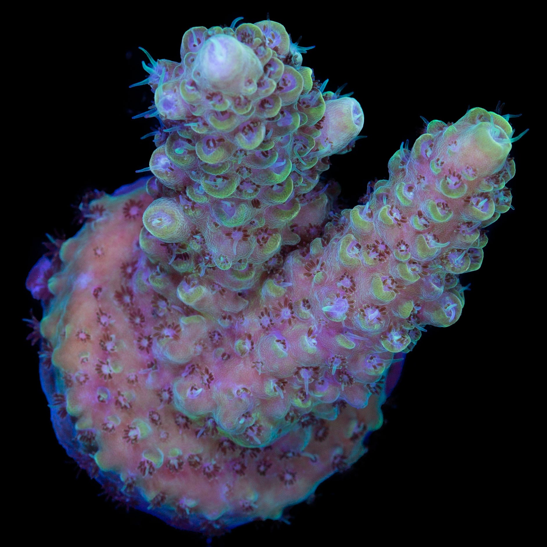 Limelight Acropora Coral