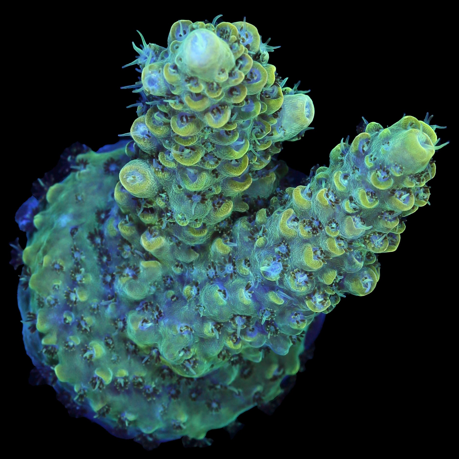 Limelight Acropora Coral