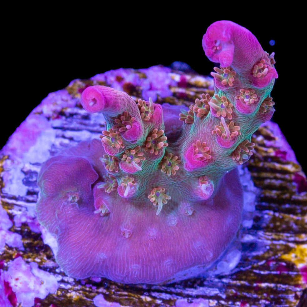 Vivid's Confetti Acropora Coral