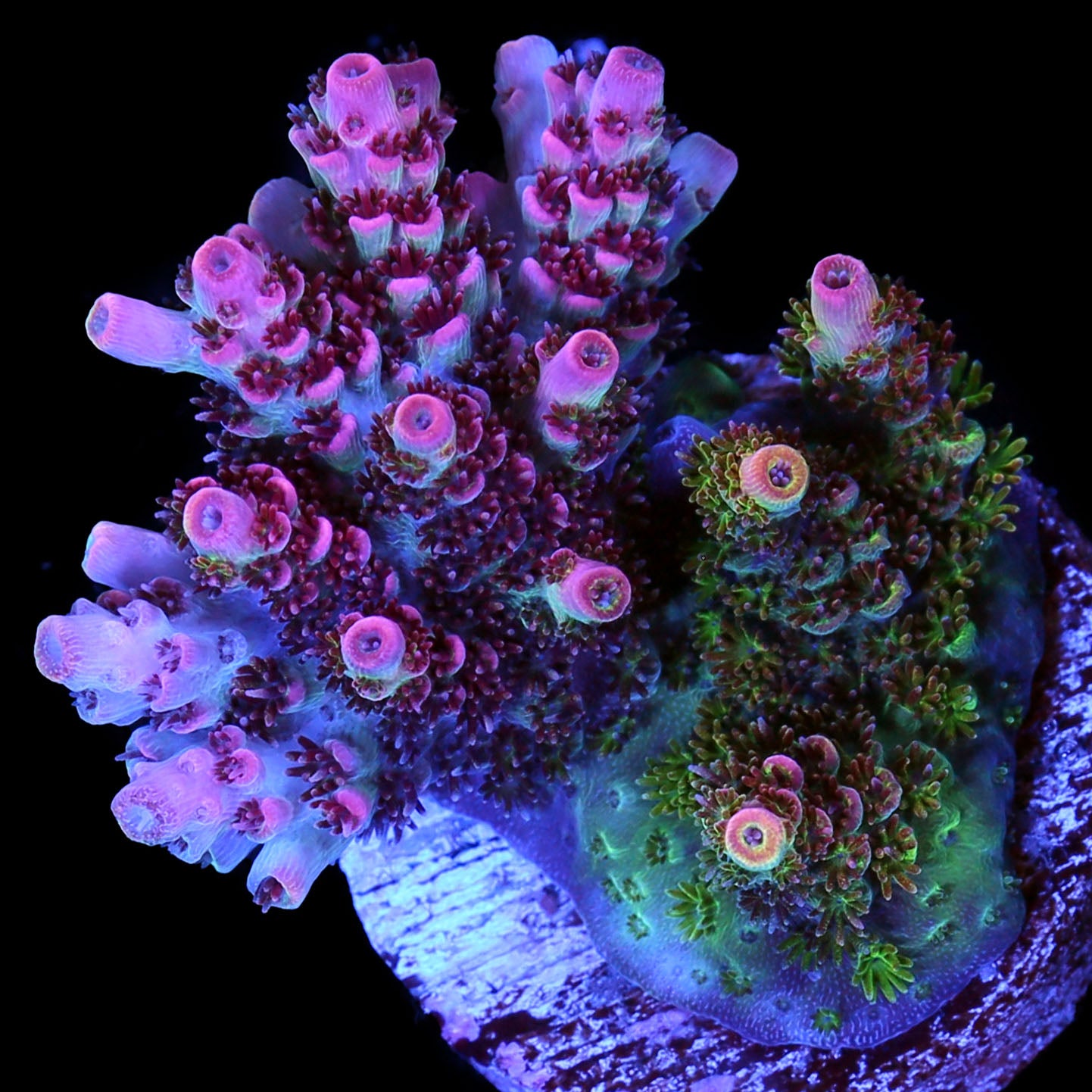 Fruity Pebbles Acropora Coral